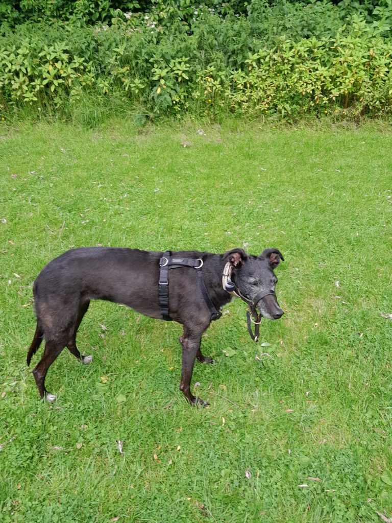 Old greyhound wearing a harness and a halti, standing in the grass