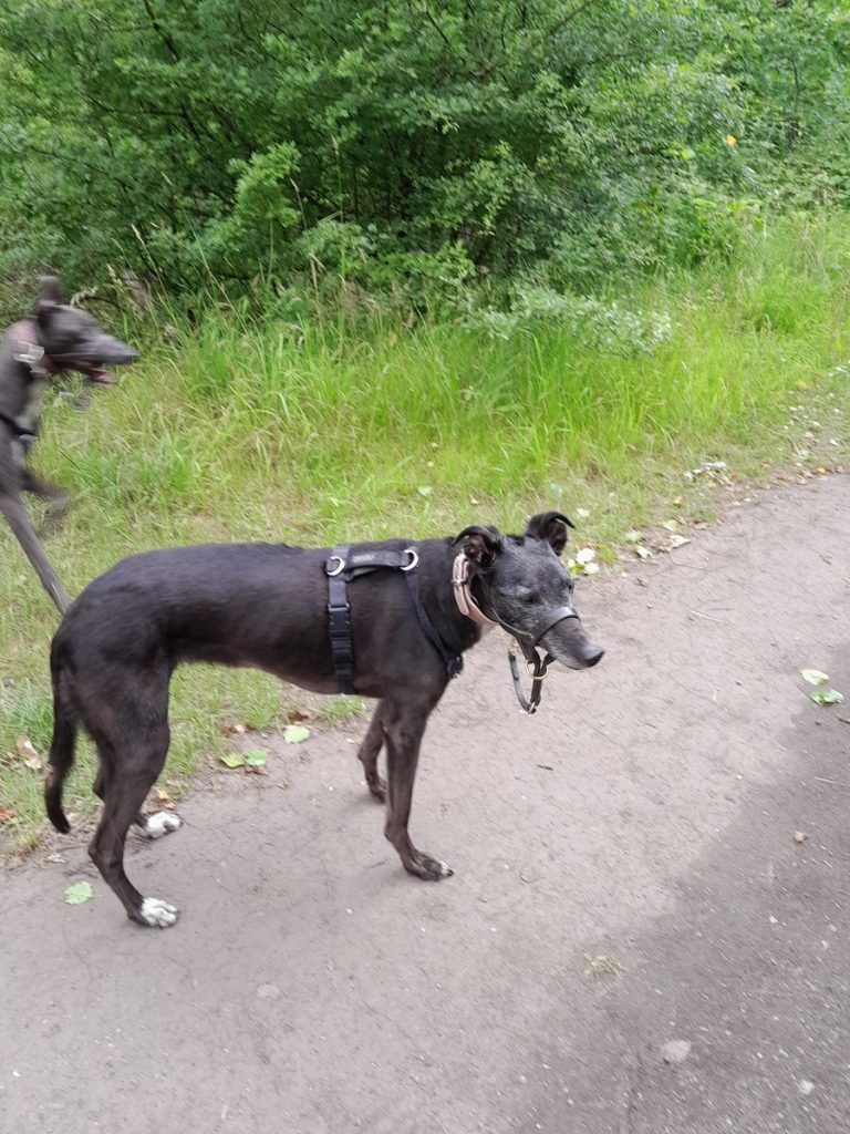 Greyhound wearing a harness and halti, standing on a path